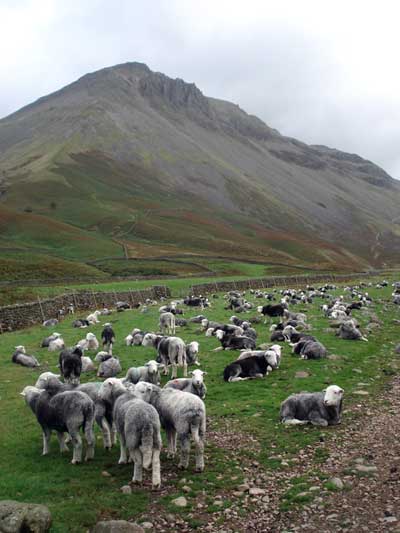 Herdwick sheep below Great Gable