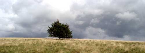 Lonely tree above Blengdale